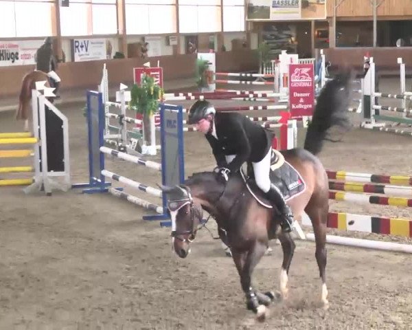 Reitturnier Dettingen 2016