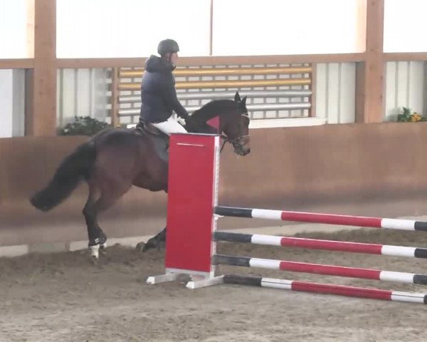 Reitturnier Dettingen 2016