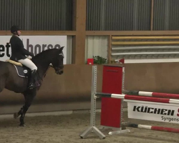 Reitturnier Dettingen 2016