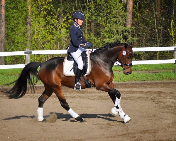 jumper Lacorado 9 (Oldenburg show jumper, 2013, from Lindstroem)