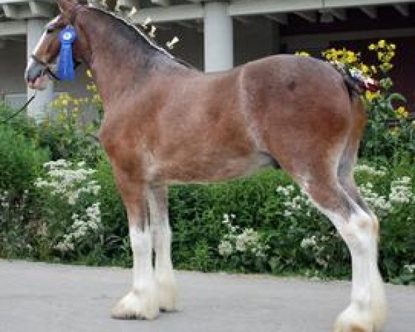 Pferd Iron Horse Samurai (Clydesdale, 2007, von Millisle Explorer)