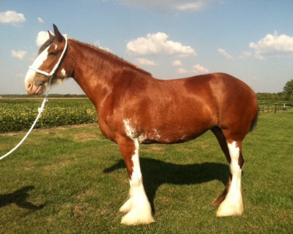 Zuchtstute Thread River Norma Jean (Clydesdale, 2002, von S B H Phoenix) Zuchtstute Thread River Norma Jean (Clydesdale, 2002, von S B H Phoenix)