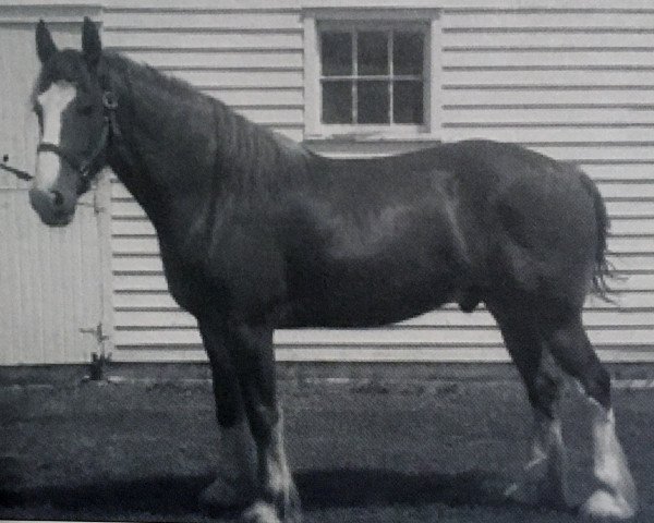 horse Double H Rex (Clydesdale, 2006, from Cedarlane Rex) horse Double H Rex (Clydesdale, 2006, from Cedarlane Rex)