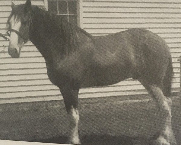 horse Double H Barney (Clydesdale, 2006, from Cedarlane Rex)