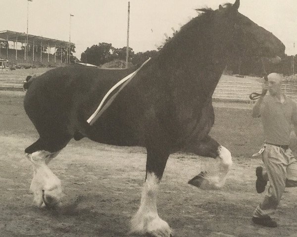 horse Brookside Renegade (Clydesdale, 2006, from South Texas Sioux)