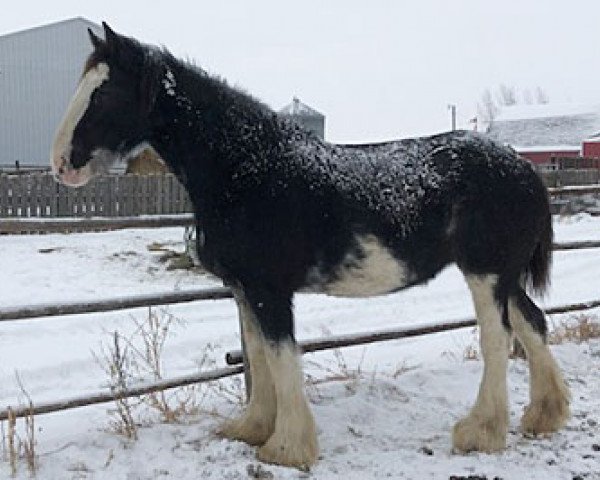 Zuchtstute C3 Dixie's Blackun Lucinda (Clydesdale, 2015, von Somewhere Doc's Blackun Decker) Zuchtstute C3 Dixie's Blackun Lucinda (Clydesdale, 2015, von Somewhere Doc's Blackun Decker)