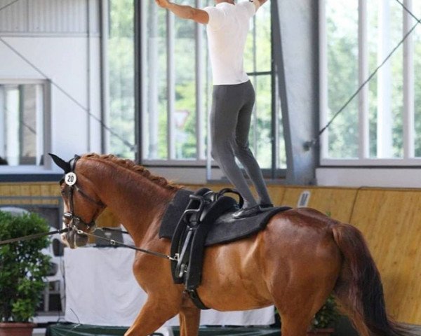 horse Friedmann (Westphalian, 2007, from Fuchsberger)