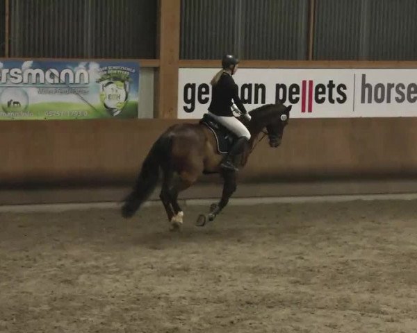 Reitturnier Dettingen 2016