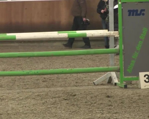 Reitturnier Dettingen 2016