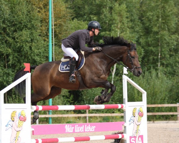 jumper Querido (Holsteiner, 2012, from Quidado)