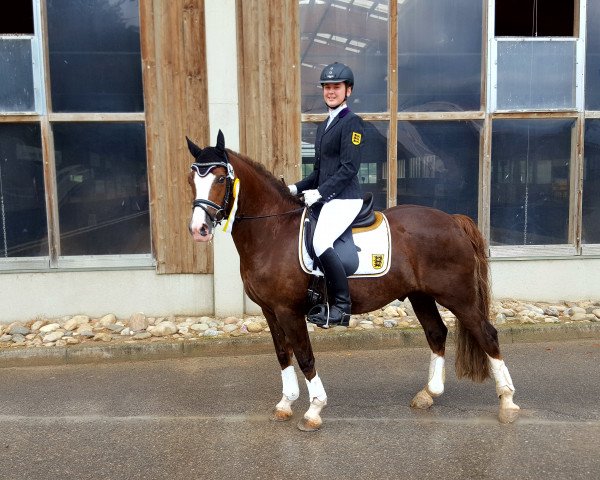 dressage horse Newhouse Andreas (Welsh-Cob (Sek. C), 2005, from Newhouse Glyndwr) dressage horse Newhouse Andreas (Welsh-Cob (Sek. C), 2005, from Newhouse Glyndwr)