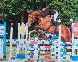 dressage horse Vincenzo 15 (Hanoverian, 2012, from Valentino)