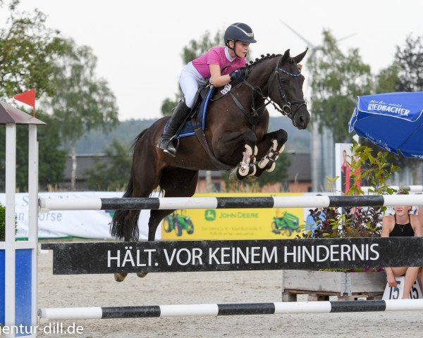 jumper Holsteins Smilla (German Riding Pony, 2008, from Holsteins Wellness)