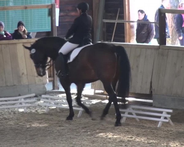 Reitturnier Heidelberg-Kirchheim 2016