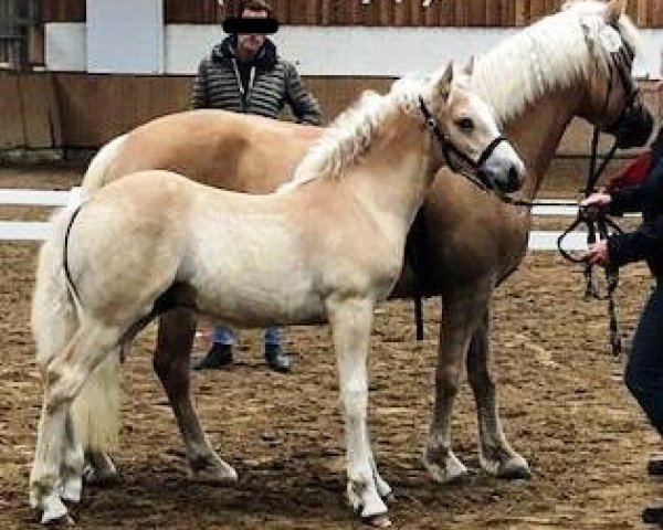 Pferd Anakin (Haflinger, 2019, von Amore Mio) Pferd Anakin (Haflinger, 2019, von Amore Mio)