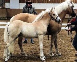 Pferd Anakin (Haflinger, 2019, von Amore Mio)