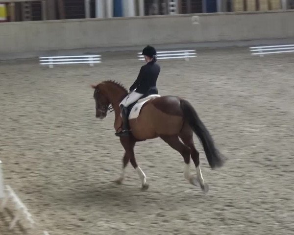 Reitturnier Heidelberg-Kirchheim 2016