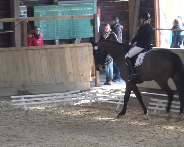 Reitturnier Heidelberg-Kirchheim 2016