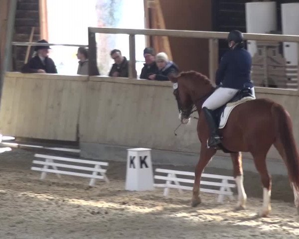 Reitturnier Heidelberg-Kirchheim 2016