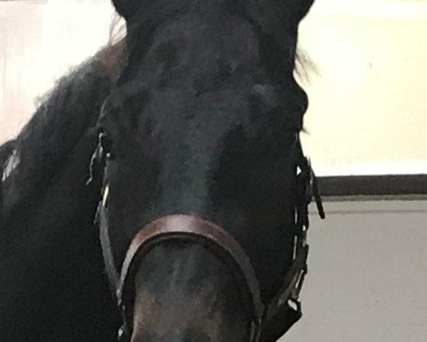 stallion Redefin 4 (Trakehner, 2017, from E.H. Millennium)