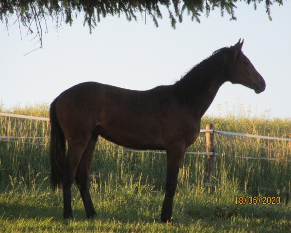 horse Chayim (Hanoverian, 2019, from Conteur)