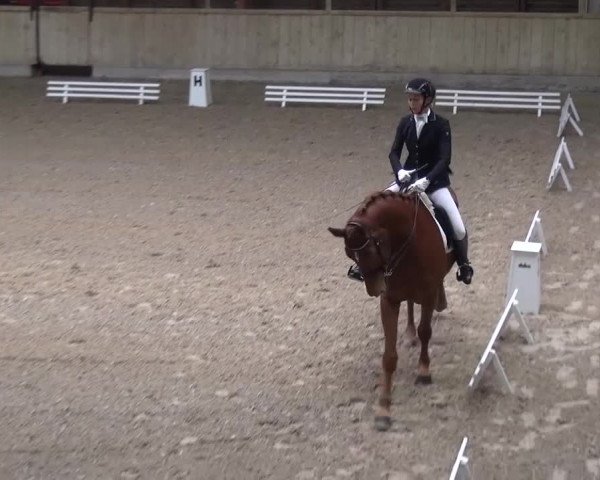 Reitturnier Heidelberg-Kirchheim 2016