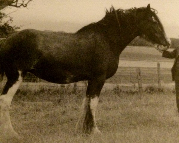 Zuchtstute Buttermere Bonnie (Clydesdale, 1989, von Quaker Ambassador)