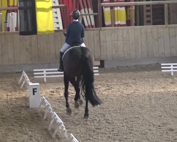 Reitturnier Heidelberg-Kirchheim 2016