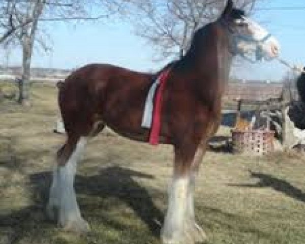 Yegua de cría Brelee Decent Lady (Clydesdale, 2011, de 2S Grandeur's Sir Garrett)