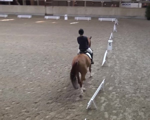 Reitturnier Heidelberg-Kirchheim 2016