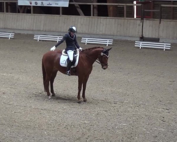 Reitturnier Heidelberg-Kirchheim 2016