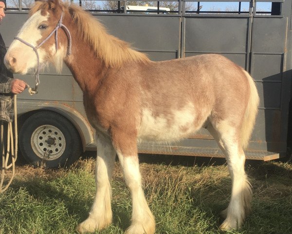 stallion The Wildman Captain America (Clydesdale, 2019, from Gor-Dey Key)