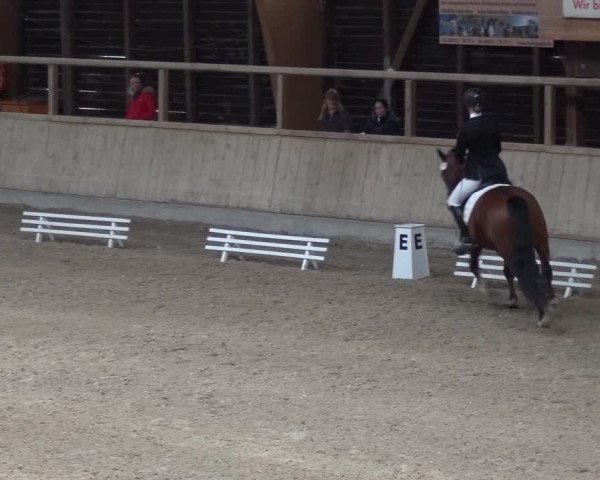 Reitturnier Heidelberg-Kirchheim 2016