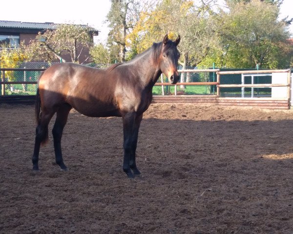 horse Okidoki (Trakehner, 2018, from Schwarzgold)