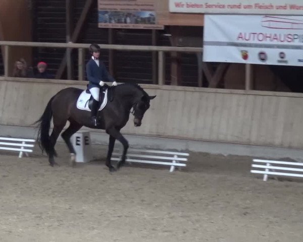 Reitturnier Heidelberg-Kirchheim 2016