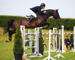 stallion Dondoctro Ryal K (KWPN (Royal Dutch Sporthorse), 2008, from Indoctro)