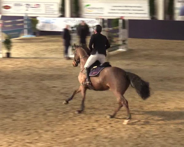 Reitturnier Borken 2016