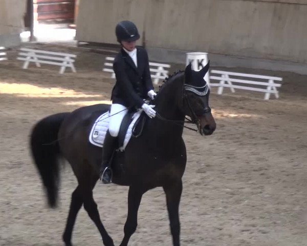 Reitturnier Heidelberg-Kirchheim 2016