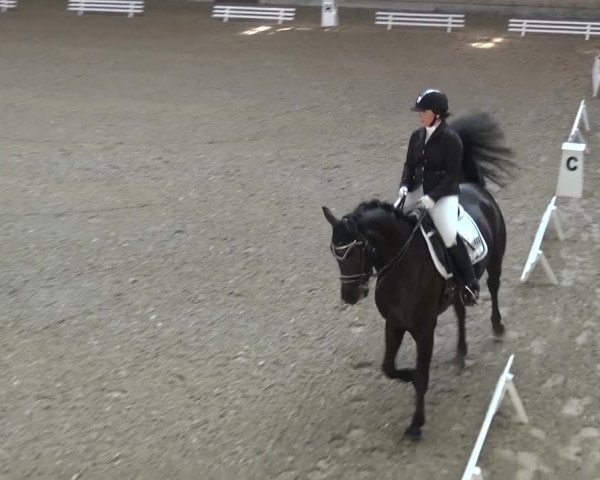 Reitturnier Heidelberg-Kirchheim 2016