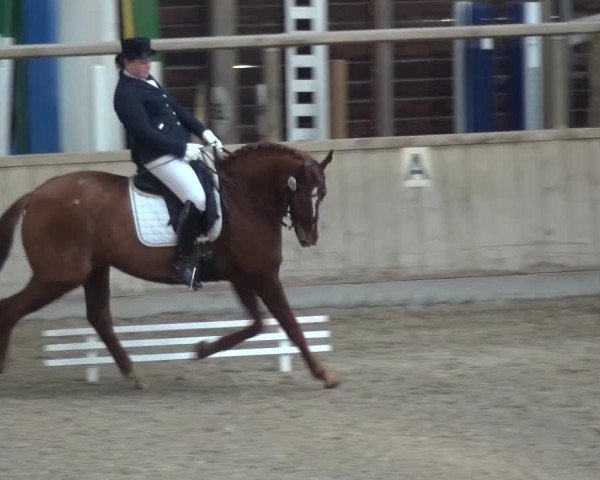 Reitturnier Heidelberg-Kirchheim 2016