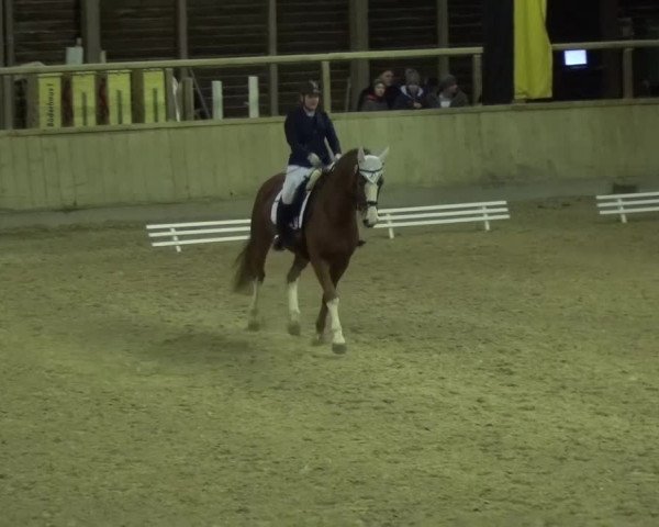 Reitturnier Heidelberg-Kirchheim 2016
