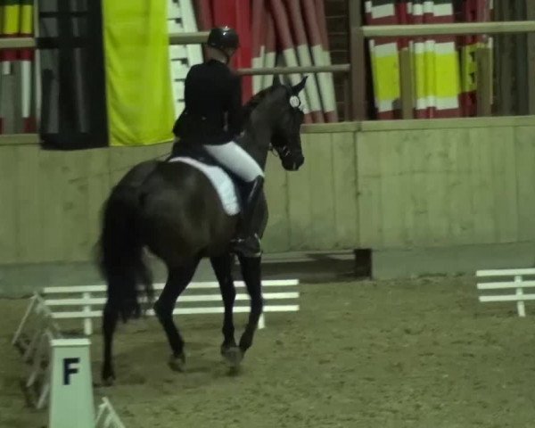 Reitturnier Heidelberg-Kirchheim 2016