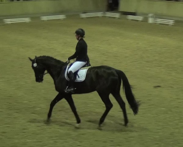 Reitturnier Heidelberg-Kirchheim 2016