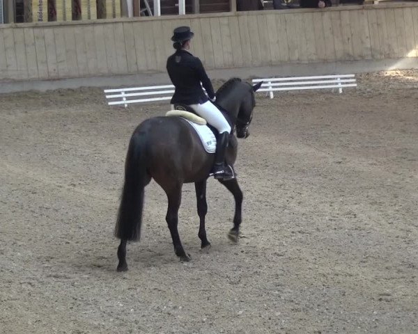 Reitturnier Heidelberg-Kirchheim 2016
