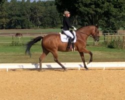 jumper Lennard 41 (Holsteiner, 2007, from Lancer II)