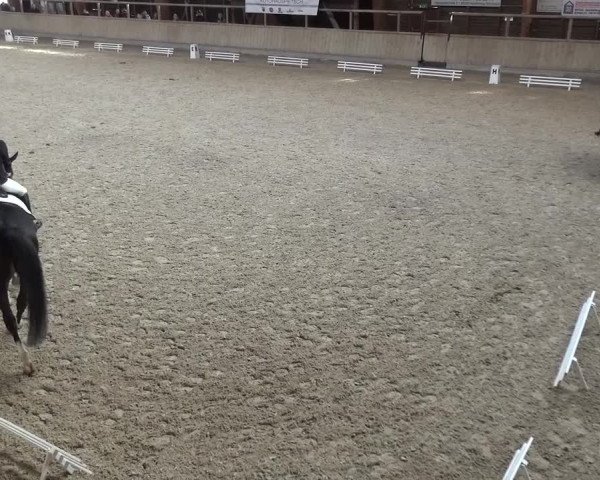 Reitturnier Heidelberg-Kirchheim 2016
