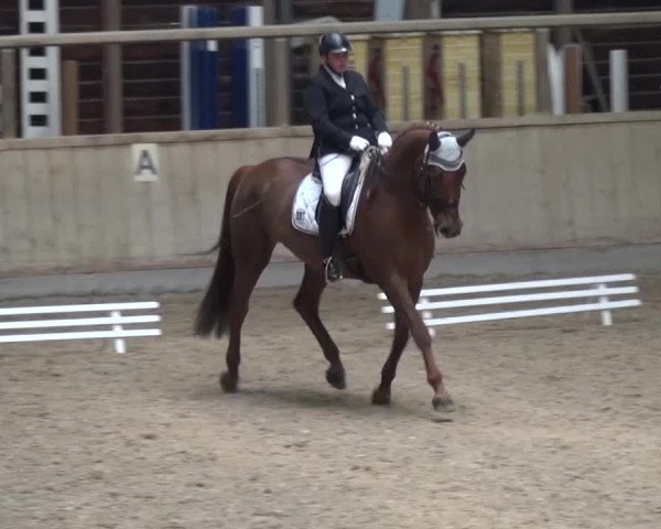 Reitturnier Heidelberg-Kirchheim 2016