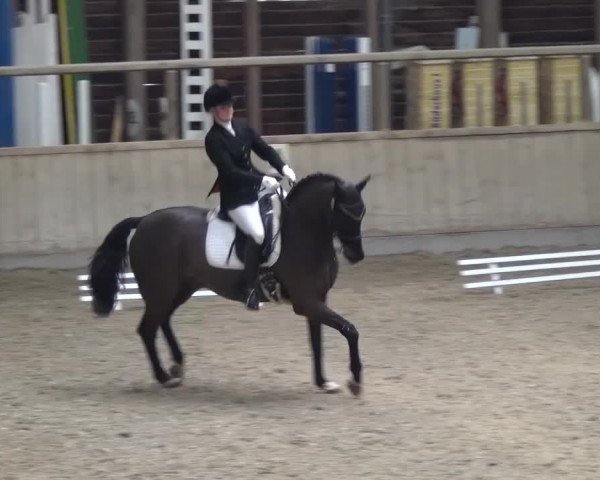 Reitturnier Heidelberg-Kirchheim 2016
