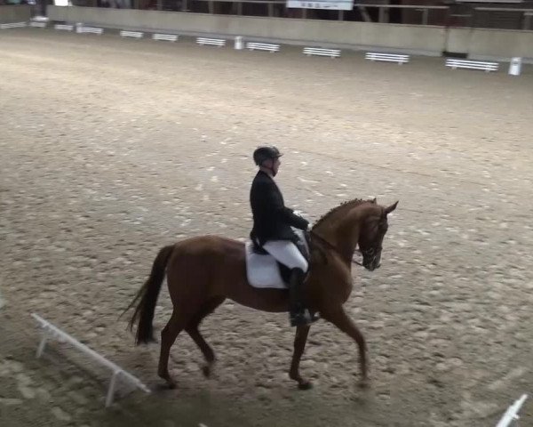 Reitturnier Heidelberg-Kirchheim 2016
