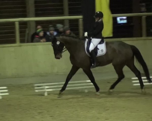 Reitturnier Heidelberg-Kirchheim 2016